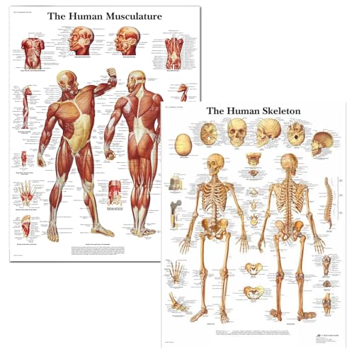 Tableau d'anatomie musculaire et squelettique en tissu de soie pour révisions