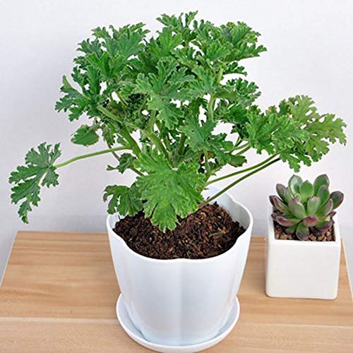100 Stks/set Muggenwerende Zaden Smaakvolle Wintergroene Volle Zon Citronella Plant Zaden Voor Huis Tuin Planten Yard… - Image 3
