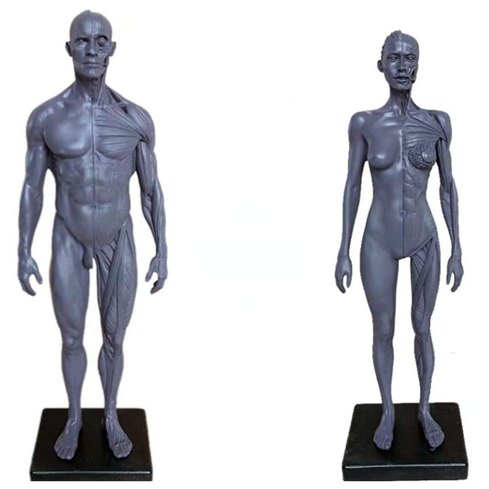 Materiale di anatomia umana maschile e femminile Ecorche e materiale di laboratorio per modelli di pelle, riferimento anatomico per artisti