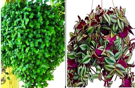 See full amazon price history chart for Nandhanam Hanging Plant 2 Combo - Wandering Jew Purple/Bolivian Jew (Callisia Repens)- 20 Healthy Live Strings Each Nandhanam Hanging Plant 2 Combo - Wandering Jew Purple/Bolivian Jew (Callisia Repens)- 20 Healthy Live Strings Each (B0CMDKL5SY) Amazon Price History, Amazon Price Tracker