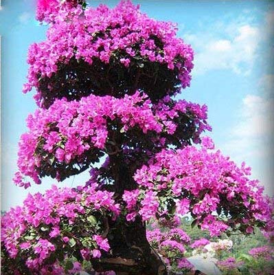 12 : 200 Pcs/Bag Rare Bonsai 12 Varieties Azalea Seeds DIY Home & Garden Plants Looks Like Sakura Japanese Cherry Blooms Flower Seeds