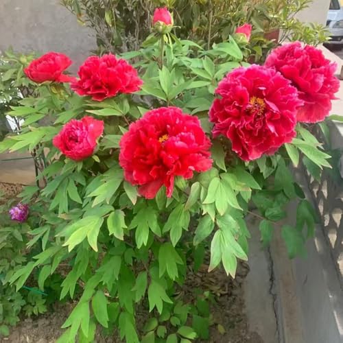 peonie di precoci di peonia, tappezzanti, resistenti, in vaso, selvatici, decorazione da giardino in miniatura da appartamento 2bulbi