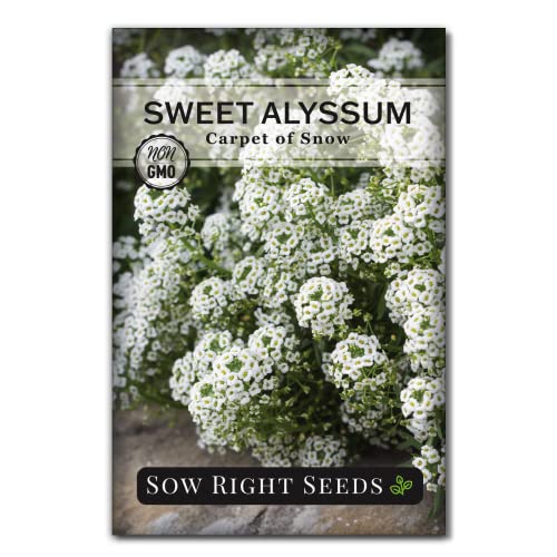 Sow Right Seeds - Sweet Alyssum White Carpet of Snow Flower Seeds for Planting - Non-GMO Heirloom Packet with Instructions to Plant in Your Garden - White Perennial - Groundcover with Blooms (1)