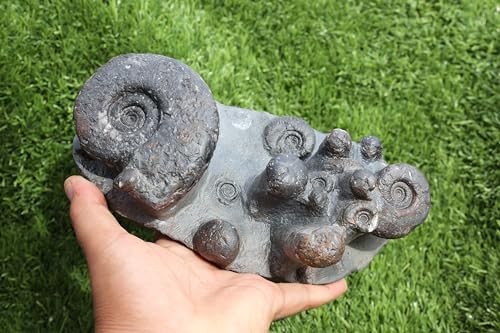 Image of Ammonite Fossil Natural Platyclymenia & Goniatites Plate Fossil from Morocco Rare Fossil Ammonite Fossil A57