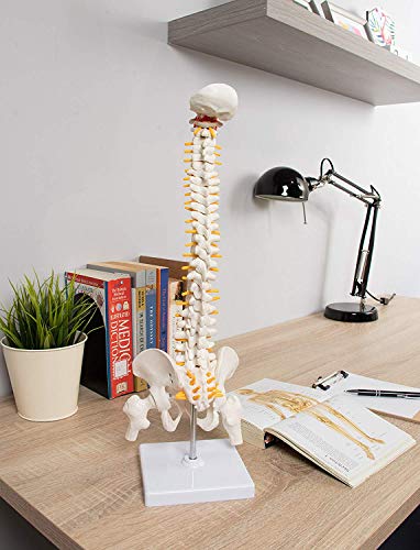Image of 45cm Tall Human Vertebral Column Anatomy Spine Model for Chiropractor and Osteopath | Learn Spinal Anatomy In No Time With This Spine Model