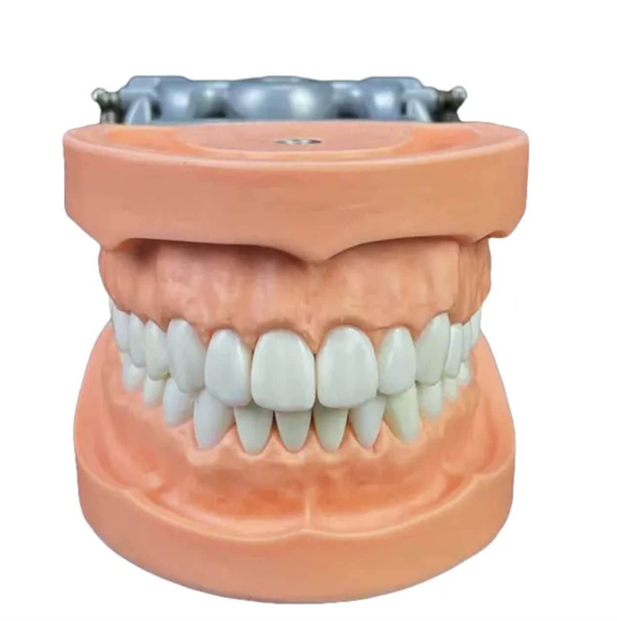 MYASKRO ✮ Dental Typodont Teeth Model With Hard Gingiva ✮ Screw Driver And Removable Teeth ✮ Premium Quality (B0BZHDFXYC) Amazon Price History, Amazon Price Tracker