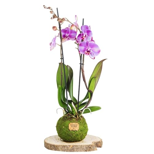Kokedama Orquídea Lila - Kokedama Interior | Bola de Musgo Vivo | Planta Natural | Planta Interior | Decoración Hogar | Fácil Cuidado y Mantenimiento