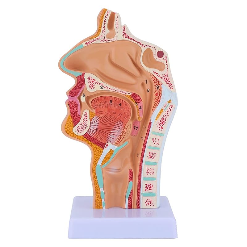 Nasale cavità Gola Anatomia Modello Anatomico Umano Faringe Laringe Modello for Gli Studenti Studio Display Insegnamento