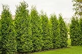 10 Thuja Brabant 100-120cm XXL ohne Topf gemessen | Immergrüne Heckenpflanze schnellwachsend | Sichtschutz Lebensbaum winterhart | sofort pflanzbar