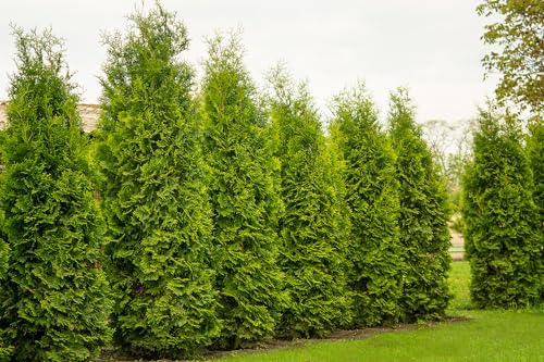 10 Thuja Brabant 100-120cm XXL ohne Topf gemessen | Immergrüne Heckenpflanze schnellwachsend | Sichtschutz Lebensbaum winterhart | sofort pflanzbar