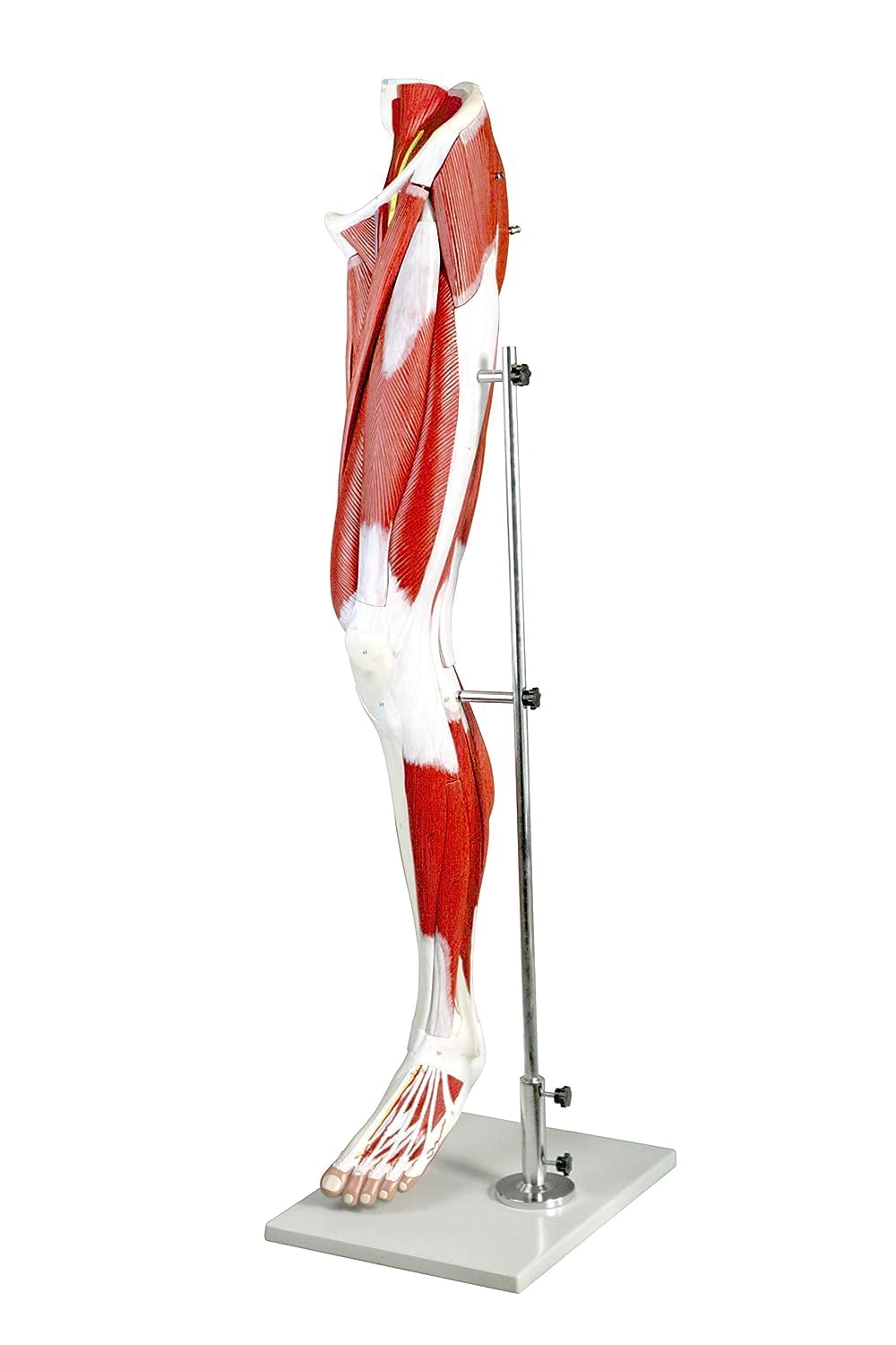 YNIYUJKL Life-Size Human Leg Model - 13-Part Anatomy With Superficial And Deep Muscles, Tendons, Vessels, Nerves, And Bone Components