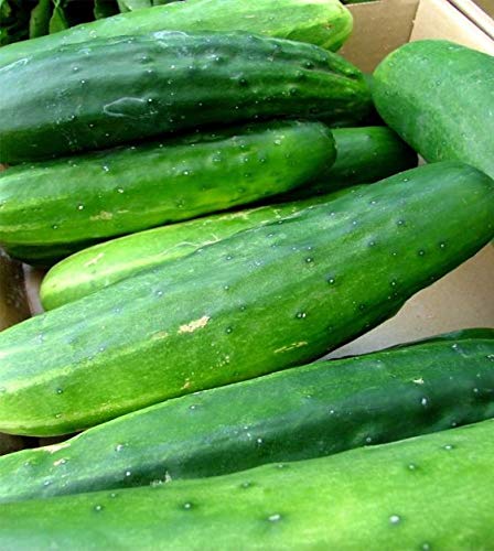 Ashley Slicing Cucumber Seeds For Planting, 50+ Heirloom Seeds Per Packet, (Isla's Garden Seeds), Non Gmo Seeds, Botanical Name: Cucumis Sativus, Great Home Garden Gift #TOP3