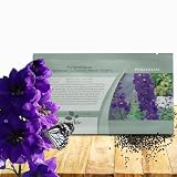 Outsidepride Black Knight Delphinium Seeds - 2000 Pcs Perennial, Self-Seeding, Heat & Drought Tolerant Flower Seeds for Planting Dark Violet Blooms for Cut Flower Arrangements, & Pollinator Gardens