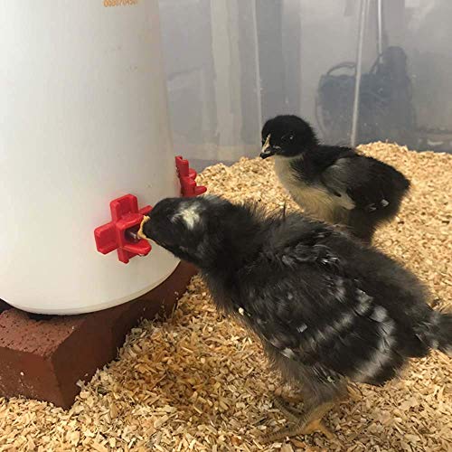 Backyard Barnyard 12 Pack Automatic Chicken Water Nipple Make Your Own Waterer Kit (Install Tools Included) Horizontal Clean Drinker Coop Or Poultry Run Bebederos Gallinas Pollos Duck Quail #TOP2