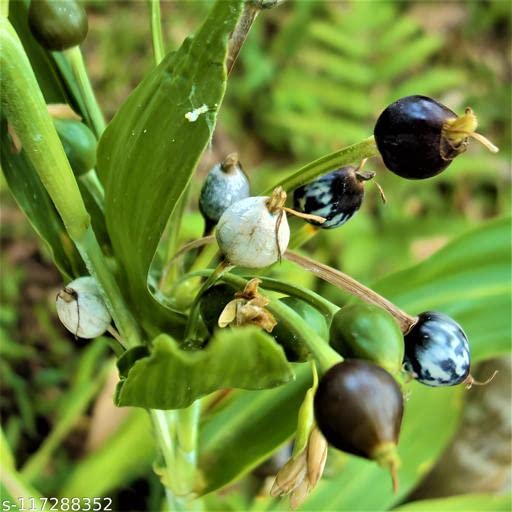 Lakshita Live Vaijayanti White Flower Plant, Vaijayanti Mala Plant For Gardening, Mala, Garland Etc...(1 Plant) (B0B3JG53ZJ) Amazon Price History, Amazon Price Tracker