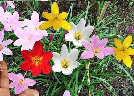 Rain Lily Multicolor Pack Of 10 Bulb For Your Garden, Home Pots Or Container, Summer Flower Bulb, Attractive Blooming Flower, Good Germinating Bulb, Suitable For Any Soil By ANGIOOUTLETS. (Pack of 15) (B0CCSJQXBQ) Amazon Price History, Amazon Price Tracker