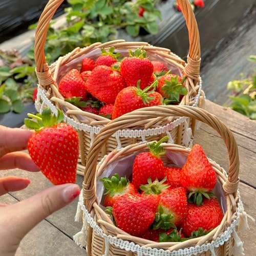 Semi di fragola, da semi fragola, da giardino roccioso rari vecchie varietà colonnare esotiche esterno resistenti resistenti per il giardino frutteto 55pcs