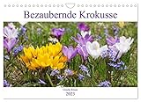 Bezaubernde Krokusse (Wandkalender 2023 DIN A4 quer), Calvendo Monatskalender