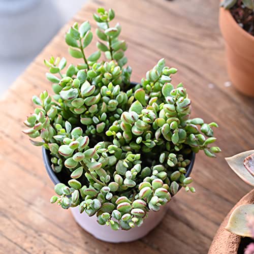 4" Cotyledon Pendens, Live Succulent Fully Rooted In Pots With Soil Mix, Rare House Plant For Home Office Wedding Indoor Outdoor Decoration, Diy Projects, Party Favor Gift #TOP5