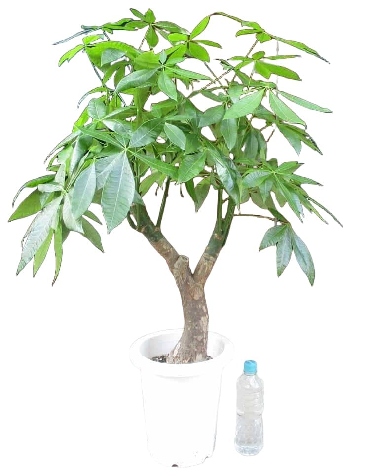 Amazon.co.jp: パキラ 極太 8号 : おもちゃ