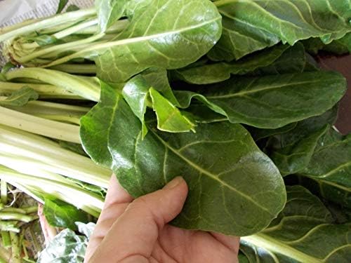 Miniatura 7 de Semillas Hierba Acedera Verde de Belleville - 2000 Semillas