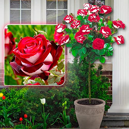 Rosier sur tige 'OSIRIA' - 120 cm de hauteur - Idéal pour Balcon, terrasse, Petit Jardin - Convient en pots et pleine terre