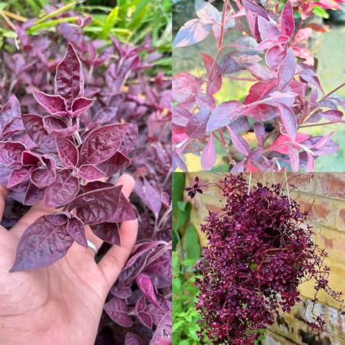 Image of plants (Real Live Lalsha Plant - Eranthemum Red (Graptophyllum Pictum Lalsa) | Healthy Indoor /Outdoor Foliage Plant for Home Garden (Pack of 1))
