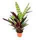 Pflanzen für dunkle Räume: Exotenherz Schattenpflanze Calathea lancifolia