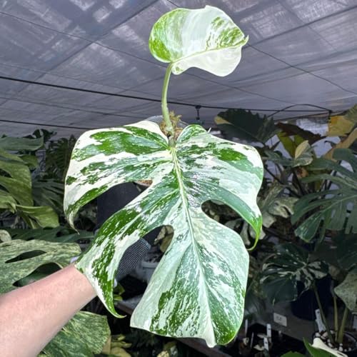 モンステラ ホワイトタイガー」の人気商品一覧 | 安い商品を通販サイト