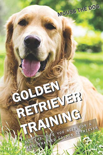 GOLDEN RETRIEVER TRAINING: All the tips you need for a well-trained Golden Retriever