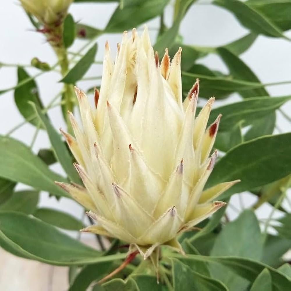 チャッピ 希少 プロテア キングホワイト 挿し木 苗 鉢植え オージー