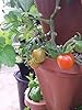 LARGE Vertical Gardening Stackable Planters by Mr. Stacky - Grow More Using Limited Space And Minimum Effort - Plant. Stack. Enjoy. - Build Your Own Backyard Vertical Garden - DIY Stacking Container System - For Growing Strawberry, Tomato, Pepper, Cucumber, Herbs, Lettuce, Greens, & Much More - Indoor or Outdoor - Stackable Pots (3) #2
