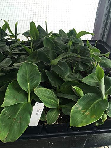 Musa 'Truly Tiny' Super Dwarf Banana Plant - Extremely Dwarfed - Live Plant