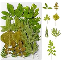 Getrocknete Blätter Basteln Gepresste Blätter Natürlich Bunte Blätter Deko Gemischt Grüner Stil DIY für Harz Karten Kerzen Seife Schmuck Lesezeichen Anhänger Scrapbooking Handwerk