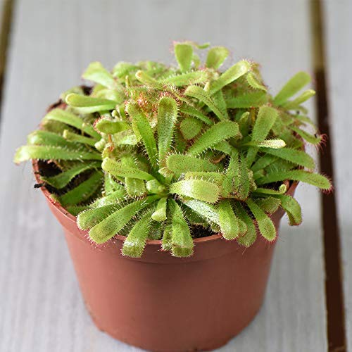 Fly Trap Carnivorous Indoor Plant Cape Sundew Fly Catcher Easy to Look After, 1 x Drosera Capensis Plant in a 9cm Pot by Thompson and Morgan