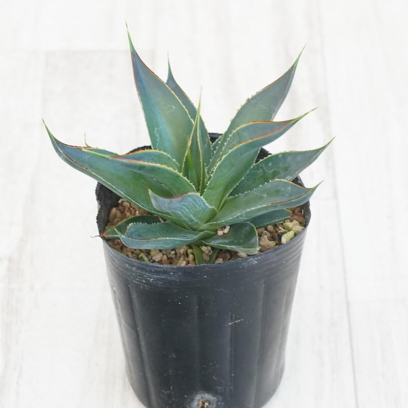 ブルーグロー　中型 アガベ 黒鉢付き ブルーグロー 中型 アガベ 黒鉢付き アガベ：ブルーグロー 2.5号
