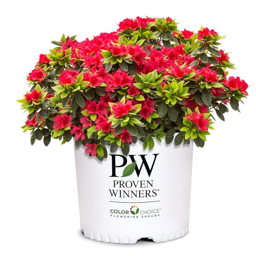 2 Gallon Proven Winners Perfecto Mundo Red Azalea Shrub 2 Gallon Proven Winners Perfecto Mundo Red Azalea Shrub