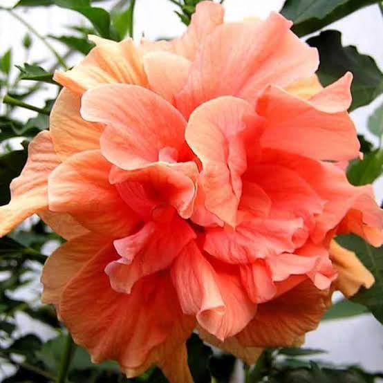 MVKR Live Gudhal - Hibiscus Dual Petal flower Plant (B09SX43FCN) Amazon Price History, Amazon Price Tracker