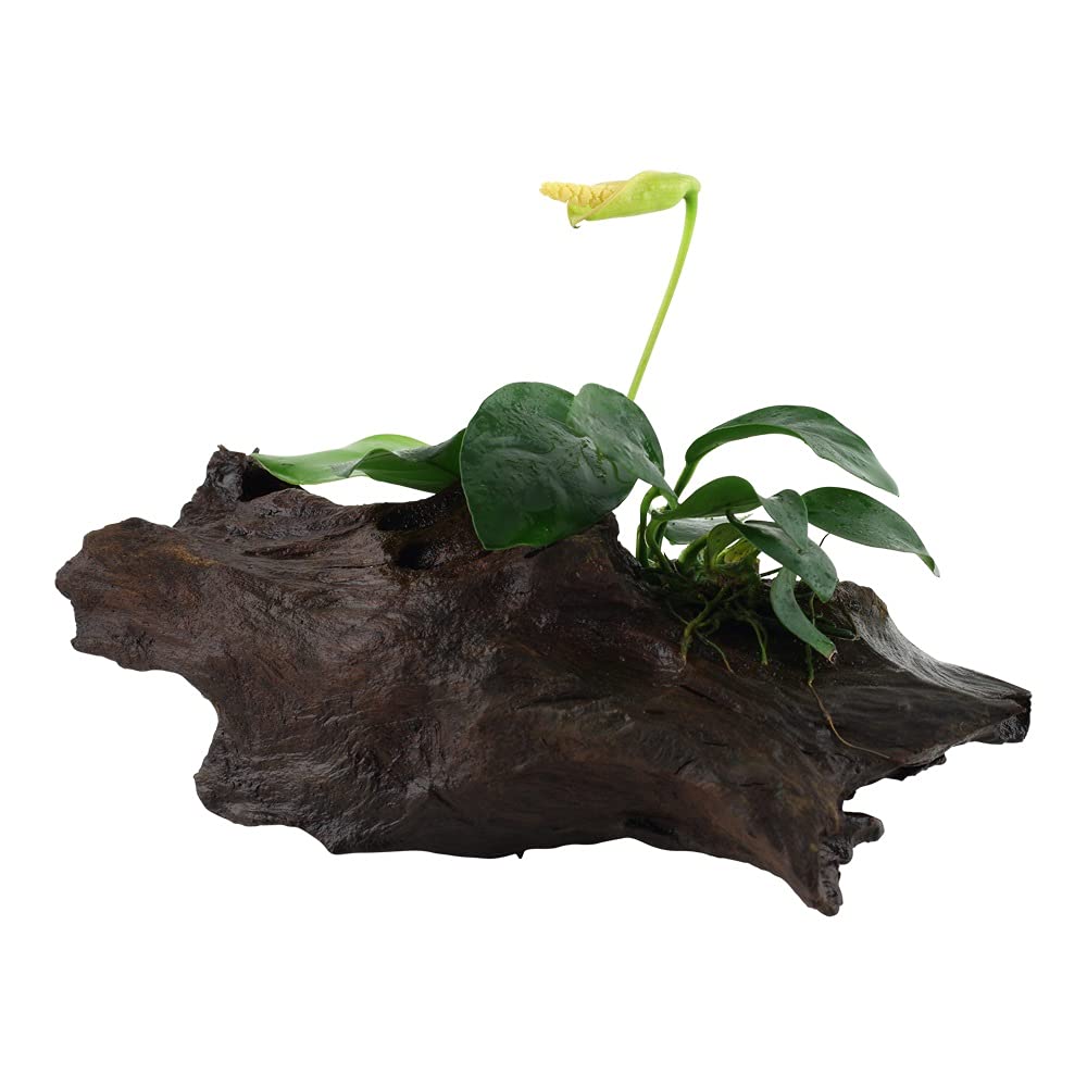 Anubias barteri var. nana plante d aquarium pour éviter les plantes qui pourrissent