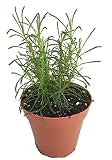 Green Santolina - Olive Herb Plant - Olive Scent for Cooking - 3' Pot