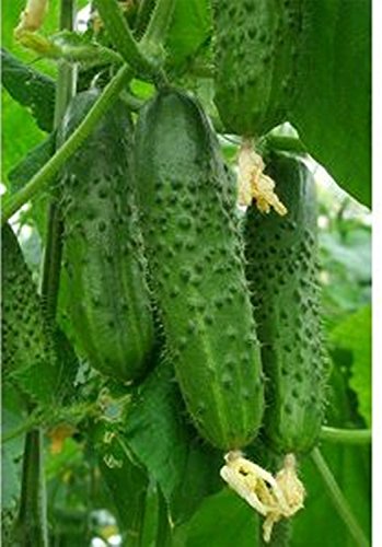 Semi decapaggio cetrioli Aist agricoltura