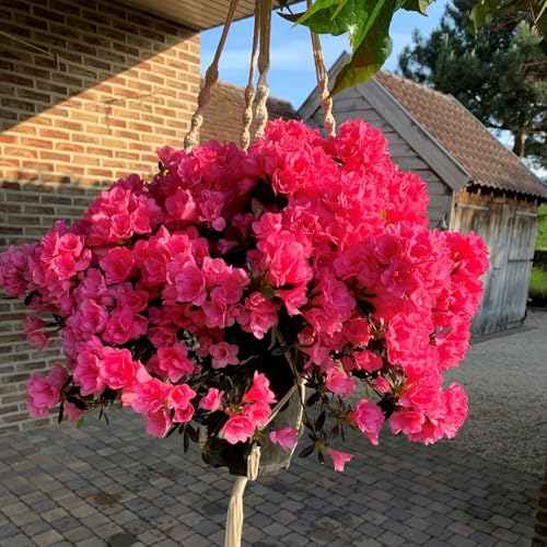 Azalea cascadula 'Bright Fuchsia' – Hardy Evergreen Azalea Shrub for Hanging Baskets, Containers and Borders – Intense Spring Colour – 2 x 19cm Pot by Thompson and Morgan