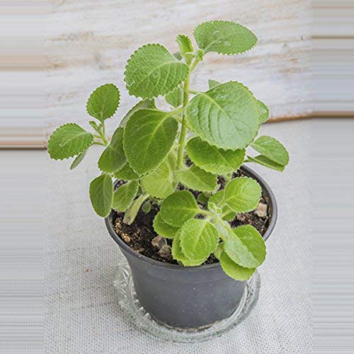 Amazing Plant Mexican mint, Patharchur, Ajwain Leaves - Plant With POT (B07PNXR4BG) Amazon Price History, Amazon Price Tracker