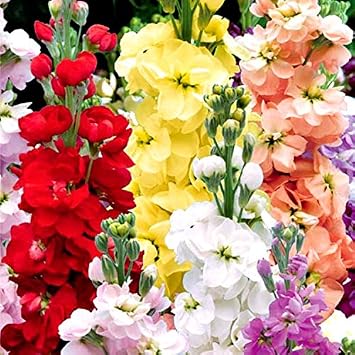 Gillyflower Stock Mix Matthiola Incana Gilliflower Brompton Hoary Stock Tenweeks About 100+ Seeds