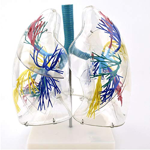 Modèle respiratoire et arbre bronchique transparent pour chirurgie thoracique