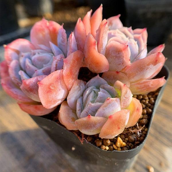 観葉植物 Sina◎多肉植物 カット苗 輸入苗 エケベリア等