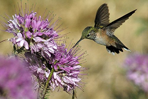 Earth Hopper Cleome Serrulata Rocky Mountain Beeplant Flower Seeds For Home Garden - 30 Seeds Garden Pack-image-21