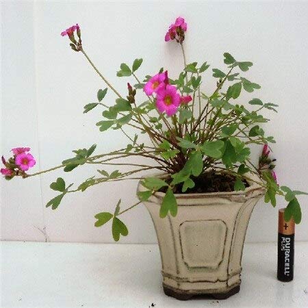 Bianco: in saldo! 500 semi di oxalis 10 tipi di semi di fiori multicolori Semi ad alta germinazione Diy Garen Semi di piante perenni in fiore