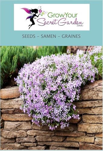 Phlox mousse, Linanthus, vivace, couvre-sol