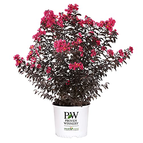 2 Gallon Proven Winners Center Stage Pink Crape Myrtle